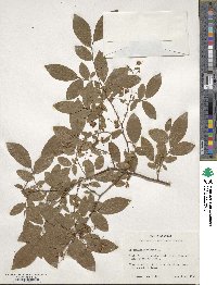 Vaccinium simulatum image