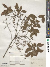 Vaccinium simulatum image