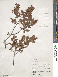 Vaccinium simulatum image