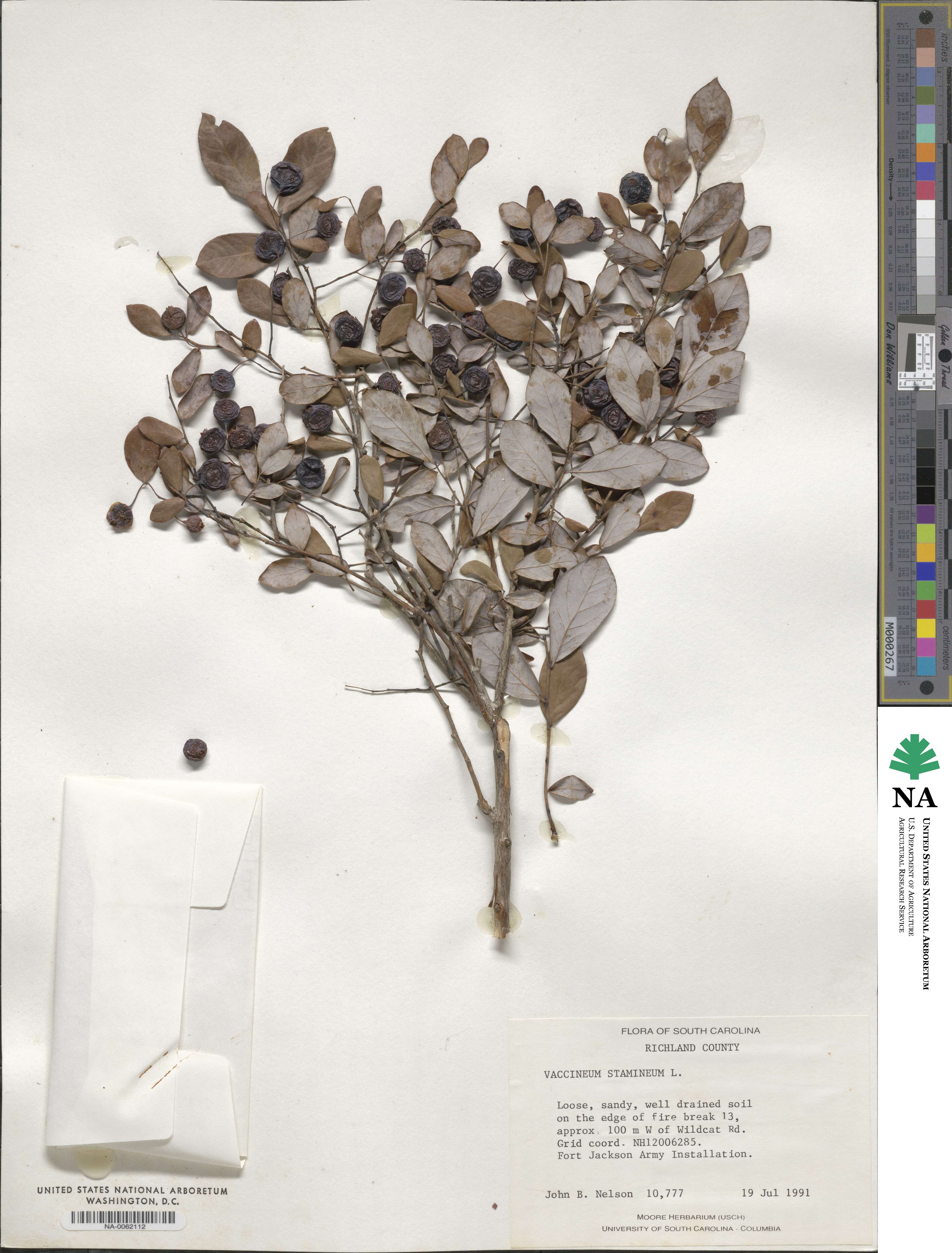 Vaccinium simulatum image