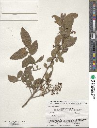 Vaccinium simulatum image