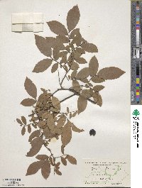 Vaccinium stamineum image