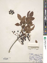 Vaccinium stamineum image