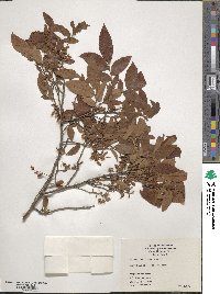 Vaccinium stamineum image