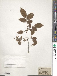 Vaccinium stamineum image