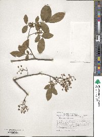 Vaccinium stamineum image