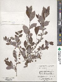 Vaccinium stamineum image