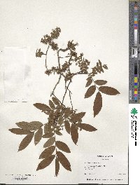 Vaccinium stamineum image