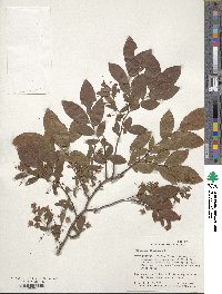 Vaccinium stamineum image