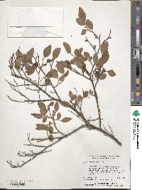 Vaccinium stamineum image