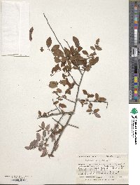 Vaccinium stamineum image