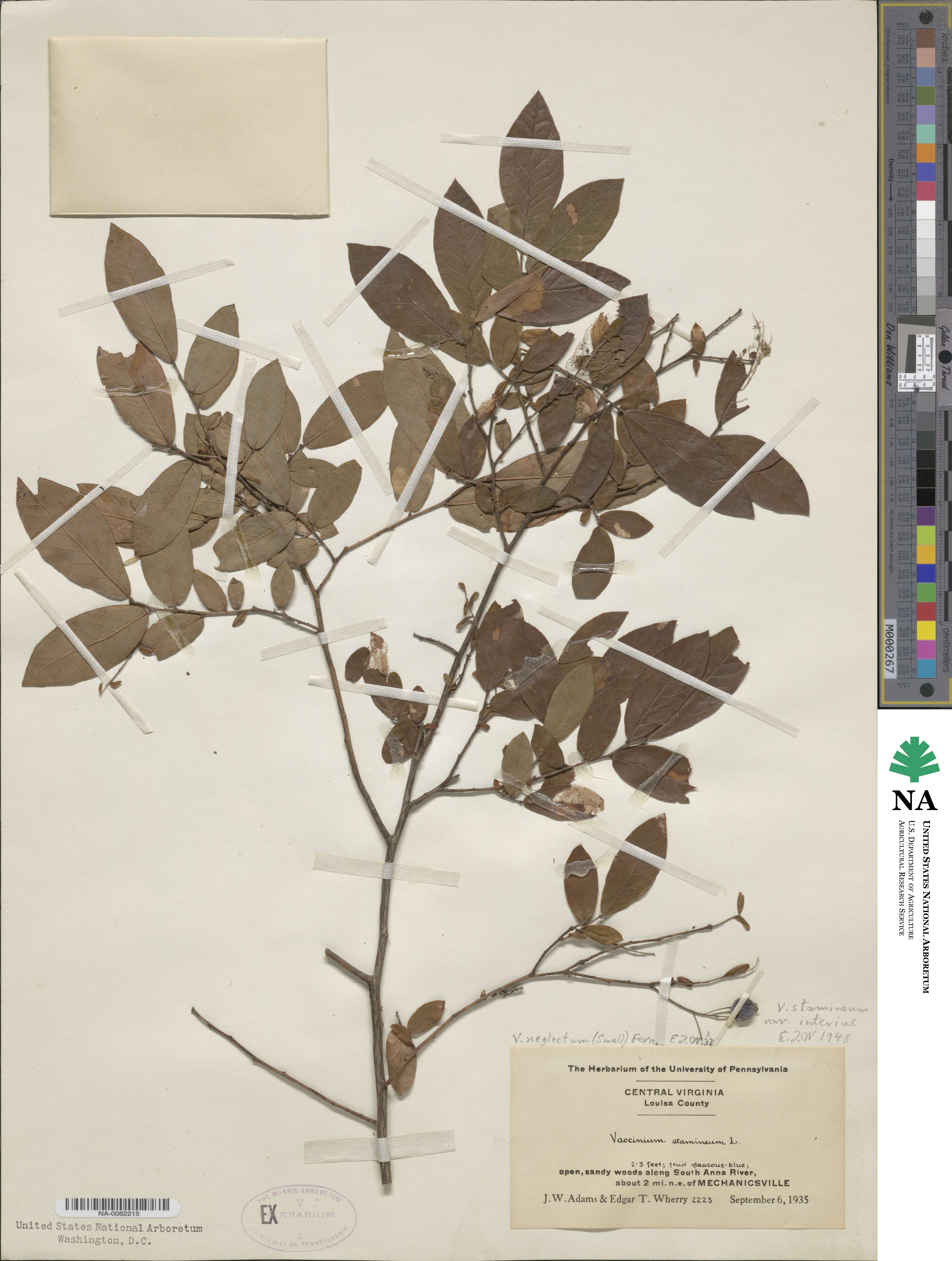 Vaccinium stamineum image