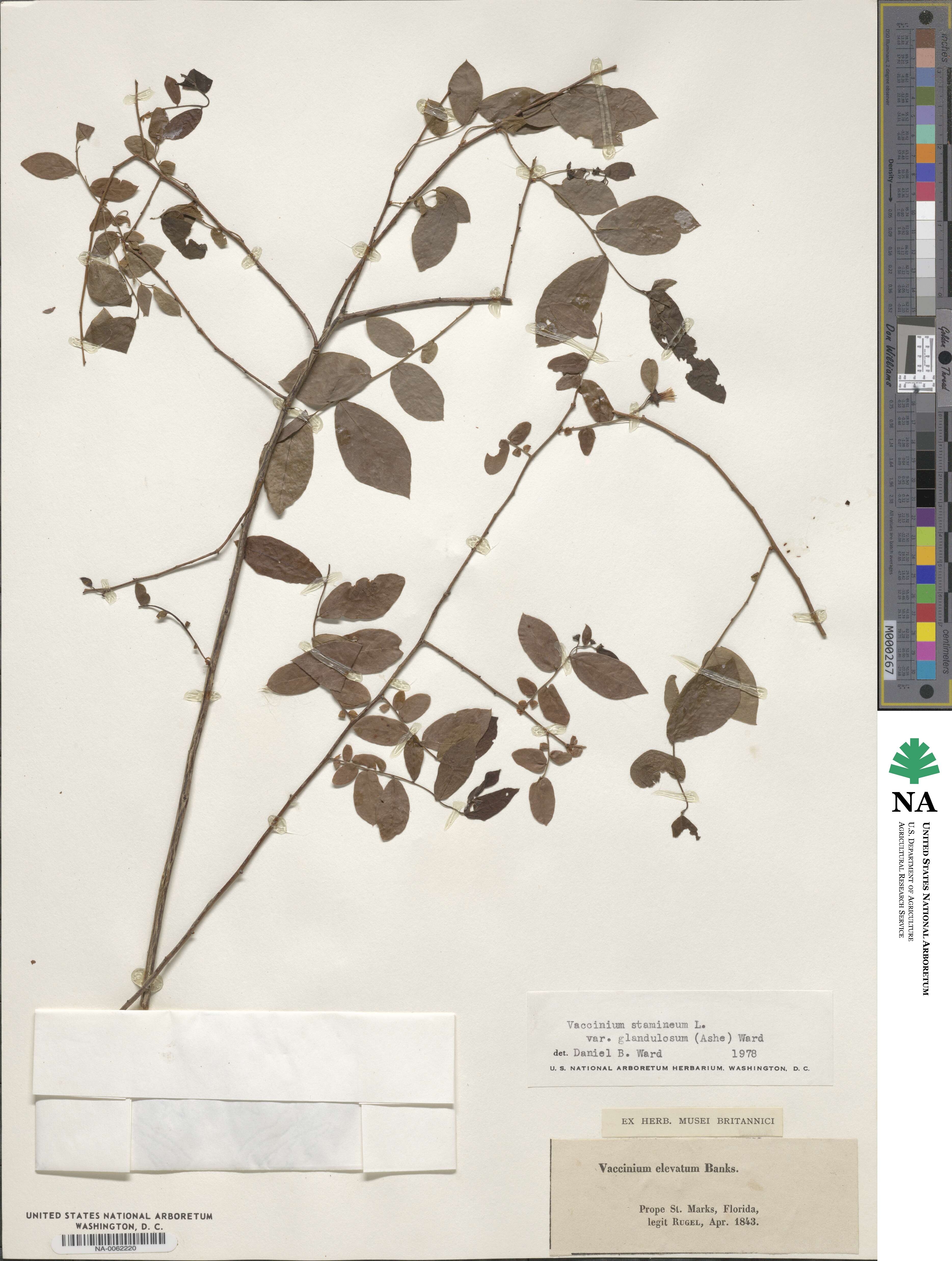 Vaccinium stamineum image