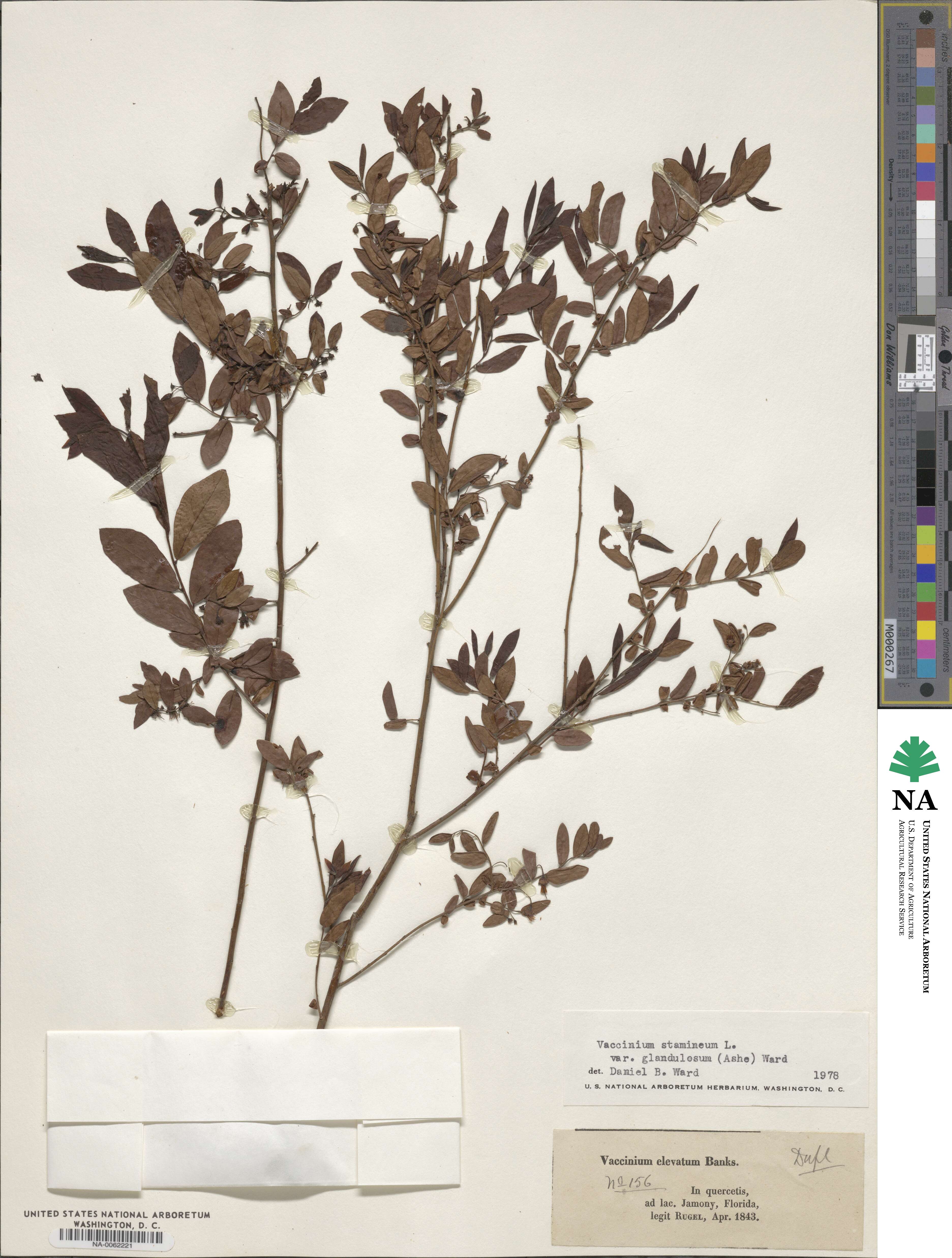 Vaccinium stamineum image