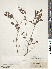 Vaccinium stamineum image