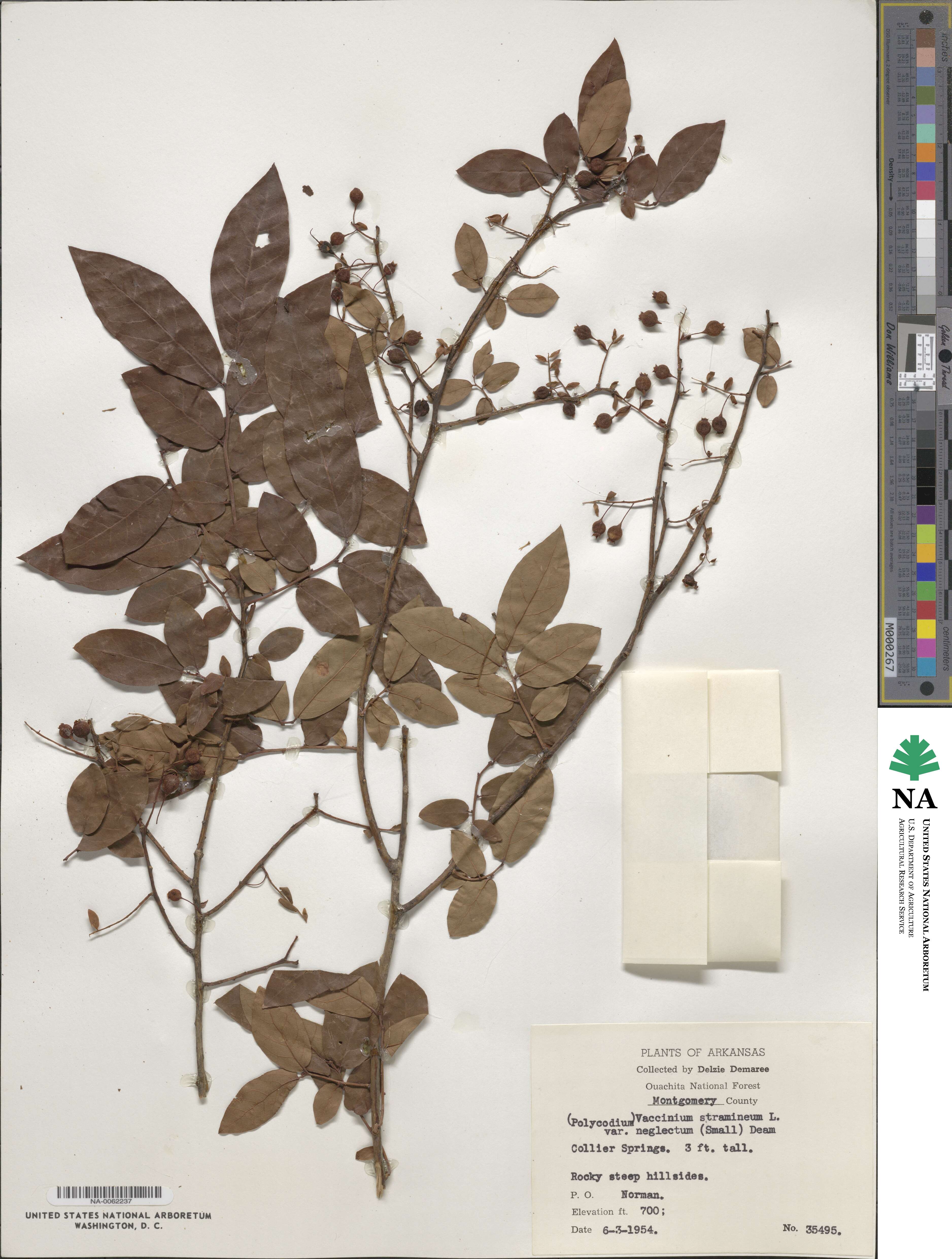 Vaccinium stamineum image