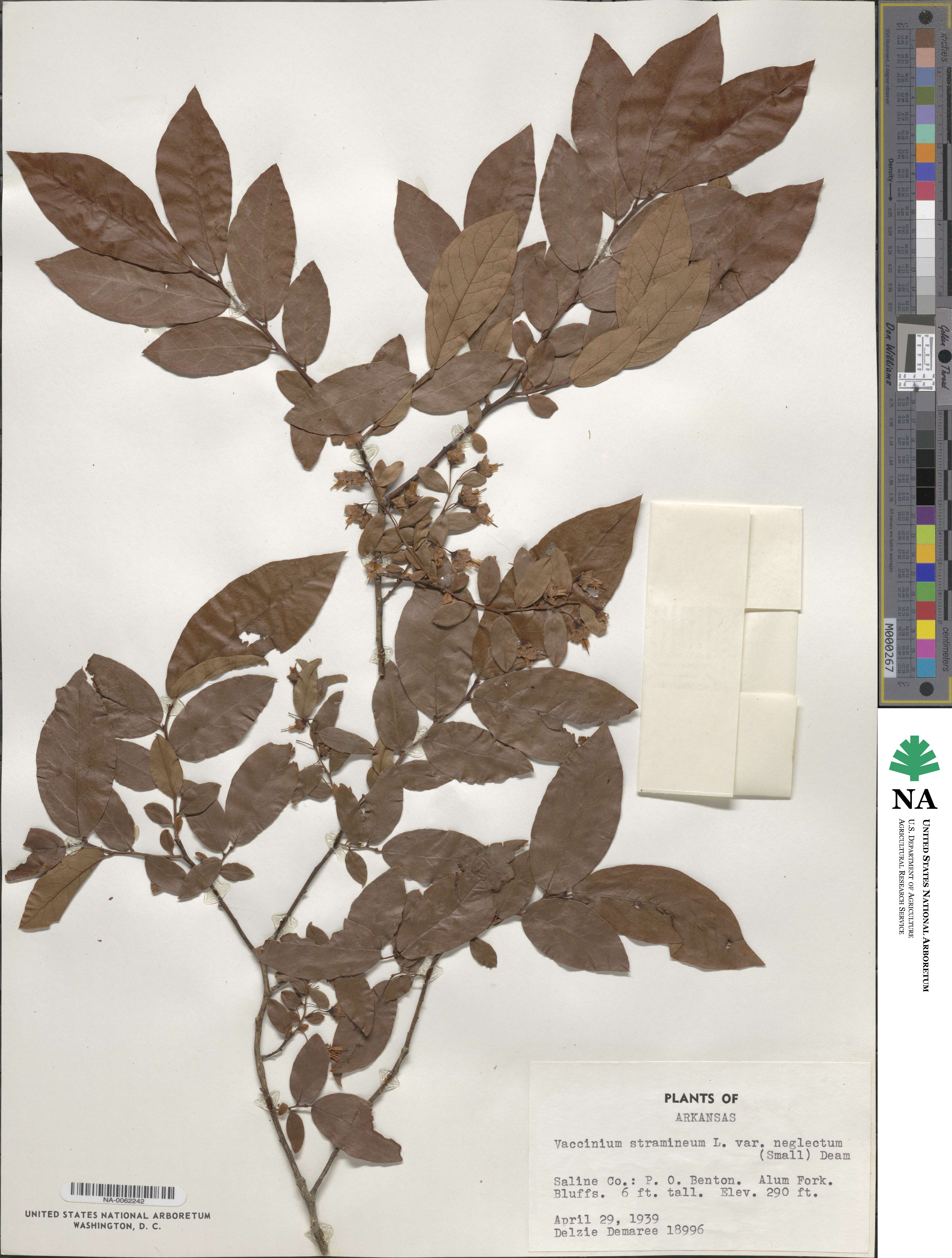 Vaccinium stamineum image