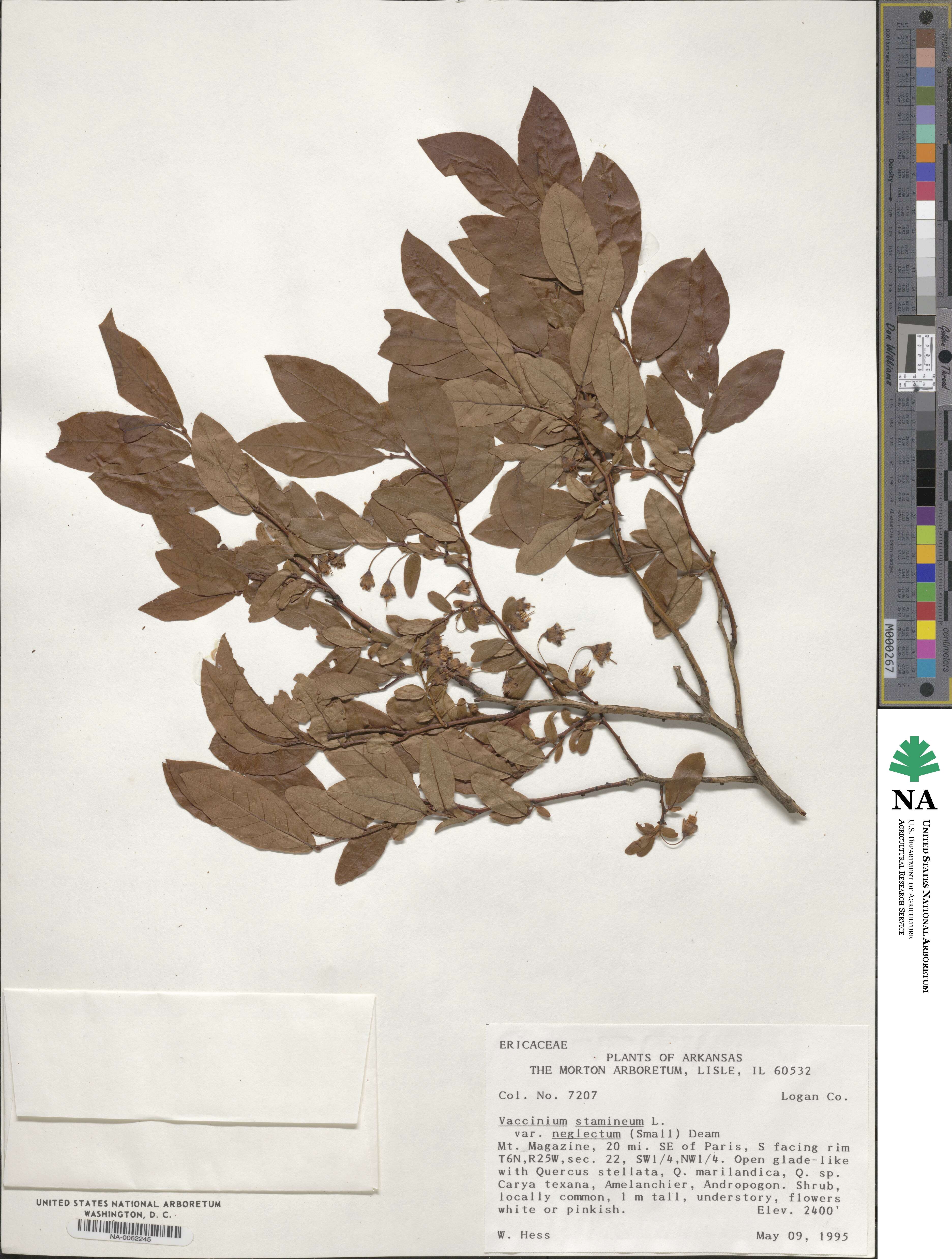 Vaccinium stamineum image