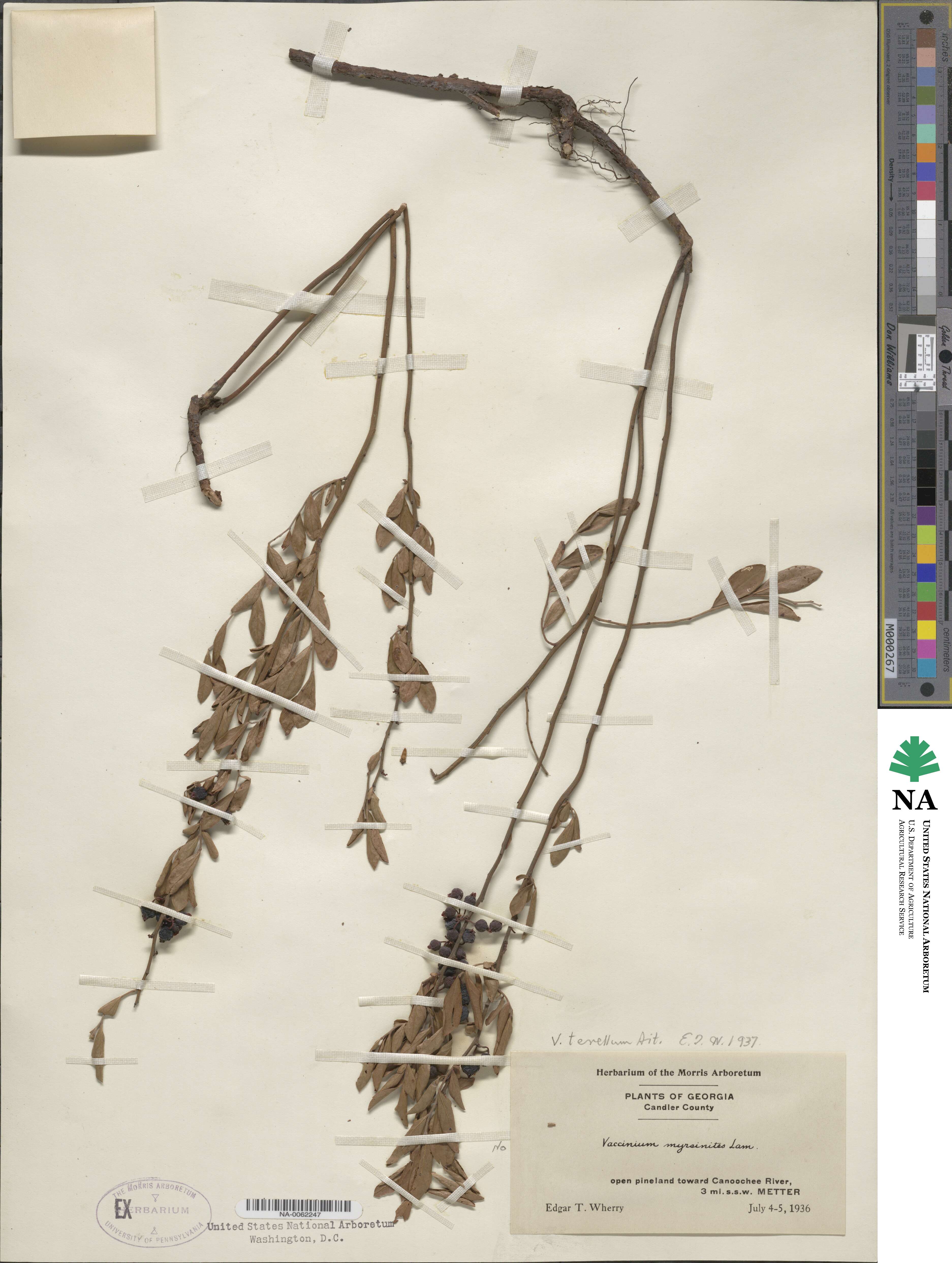 Vaccinium tenellum image