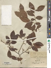 Vaccinium tenellum image