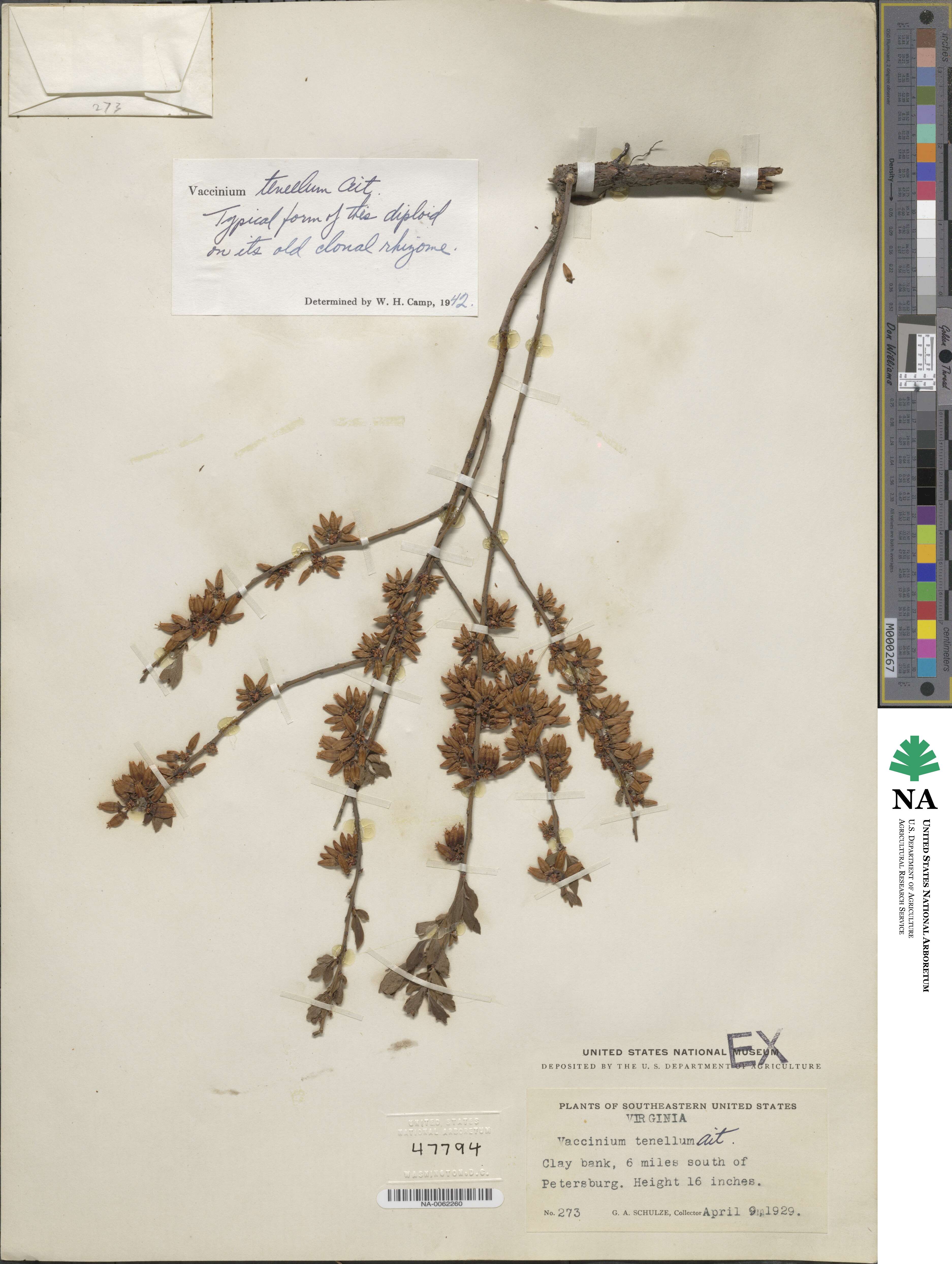 Vaccinium tenellum image