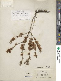 Vaccinium tenellum image