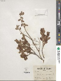 Vaccinium uliginosum image