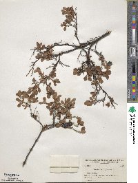 Vaccinium uliginosum image