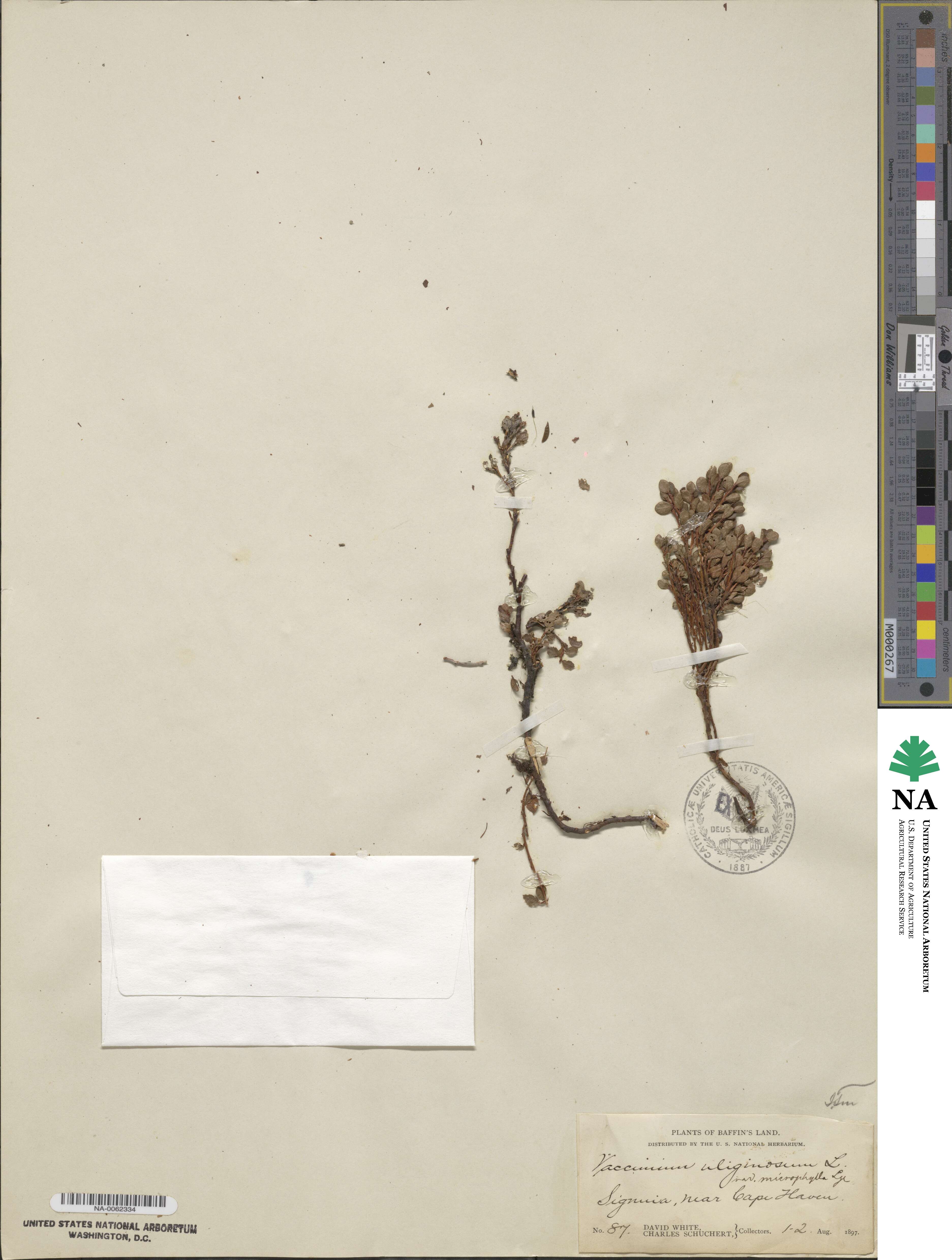 Vaccinium gaultherioides image