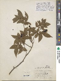 Vaccinium simulatum image