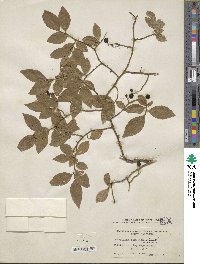 Vaccinium simulatum image