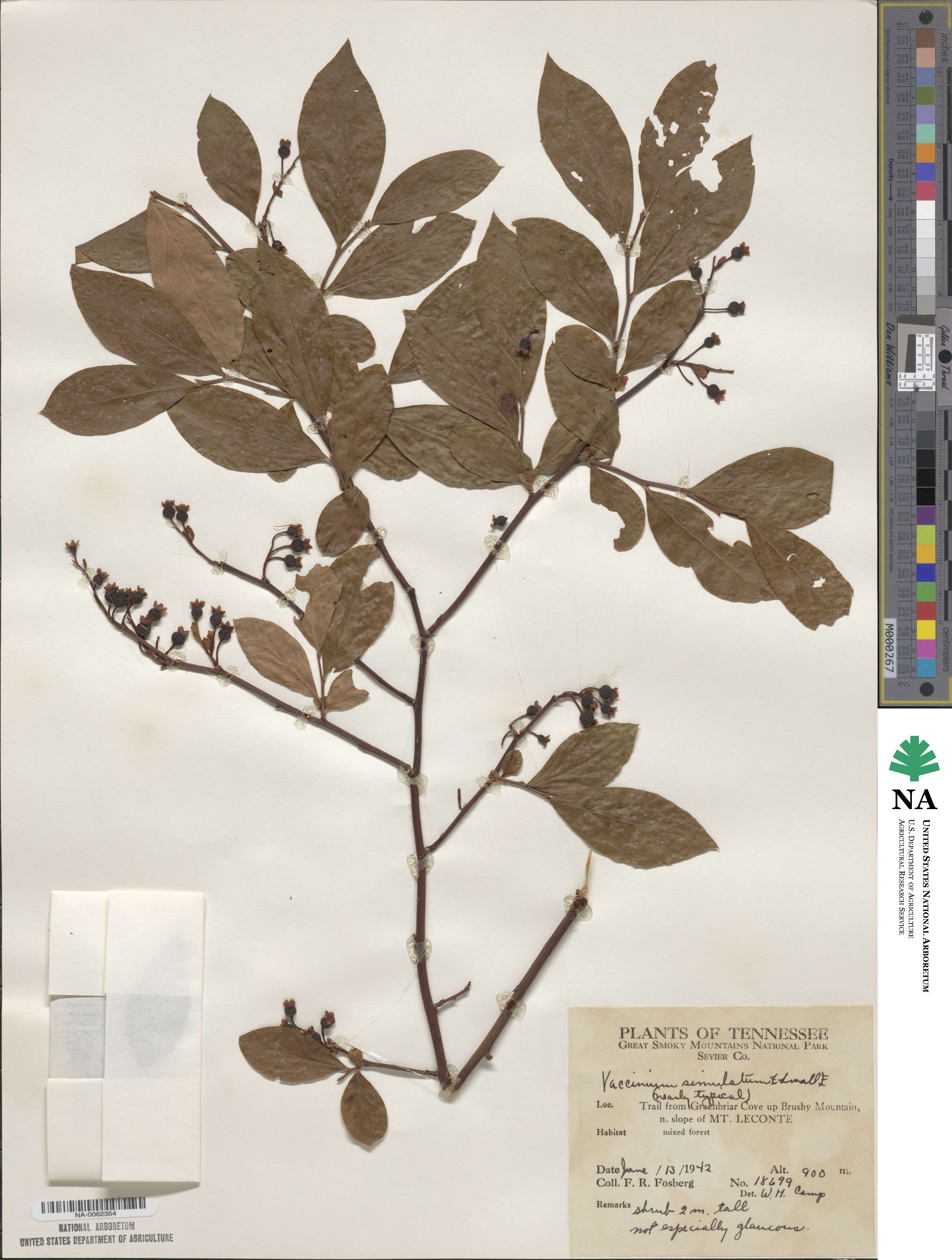 Vaccinium simulatum image