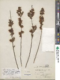 Vaccinium tenellum image