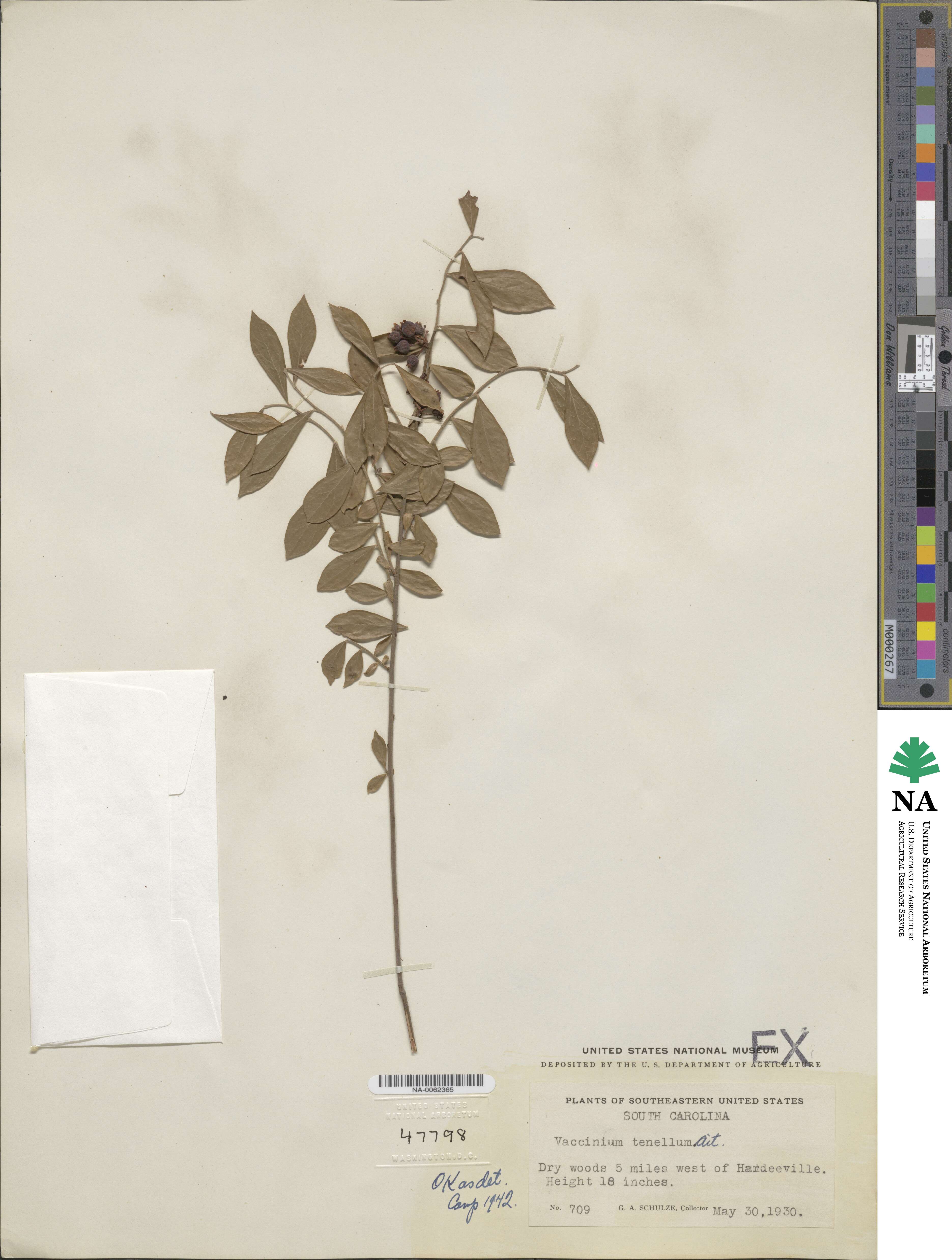 Vaccinium tenellum image