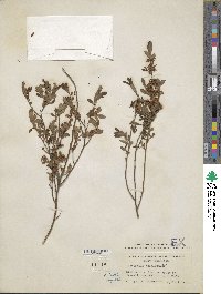 Vaccinium tenellum image