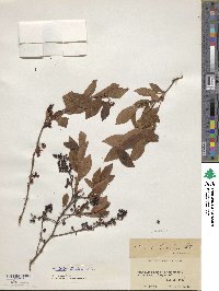 Vaccinium tenellum image