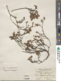 Vaccinium uliginosum subsp. uliginosum image