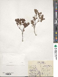 Vaccinium uliginosum image