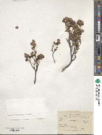 Vaccinium uliginosum subsp. uliginosum image