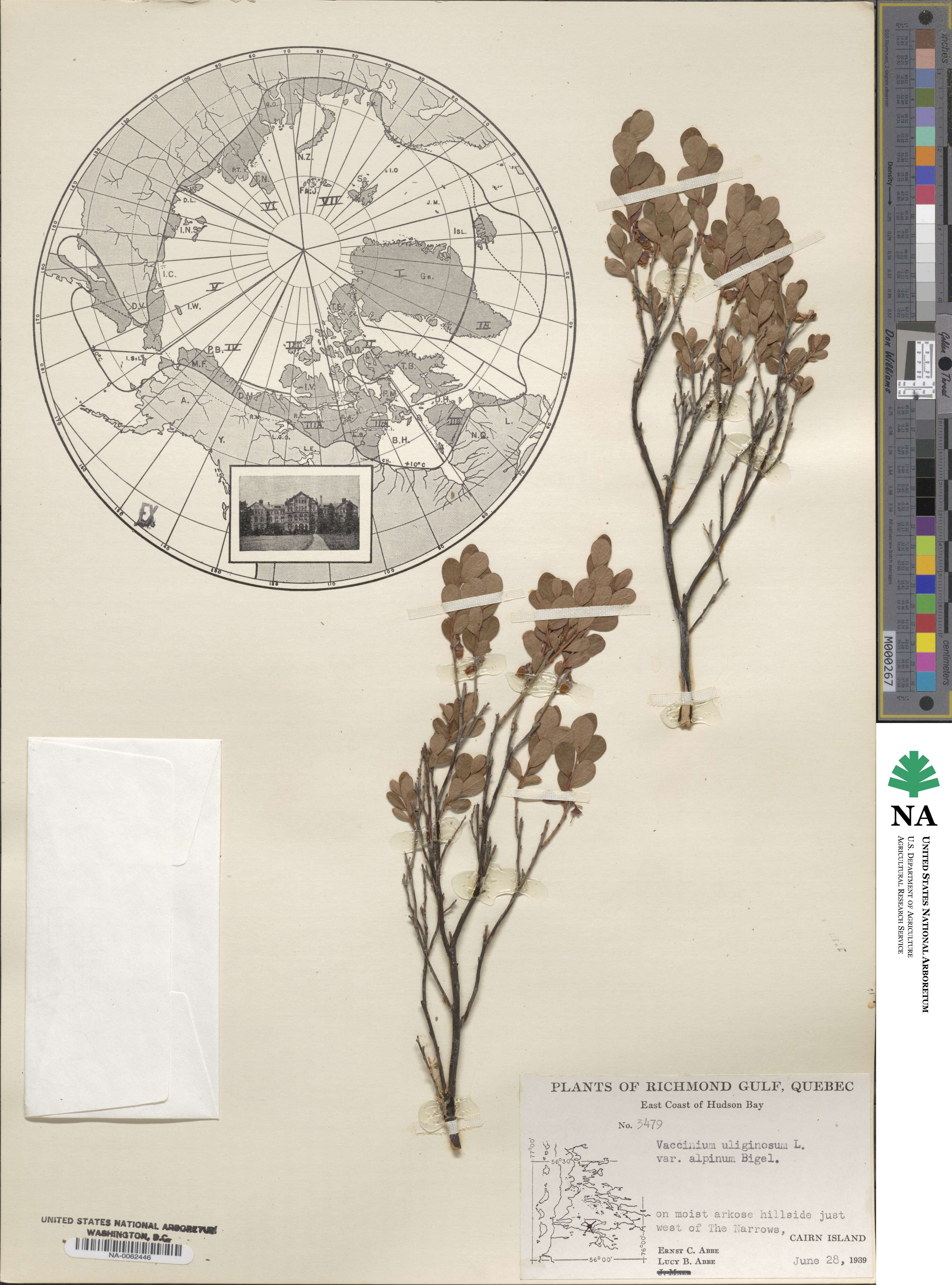 Vaccinium uliginosum image