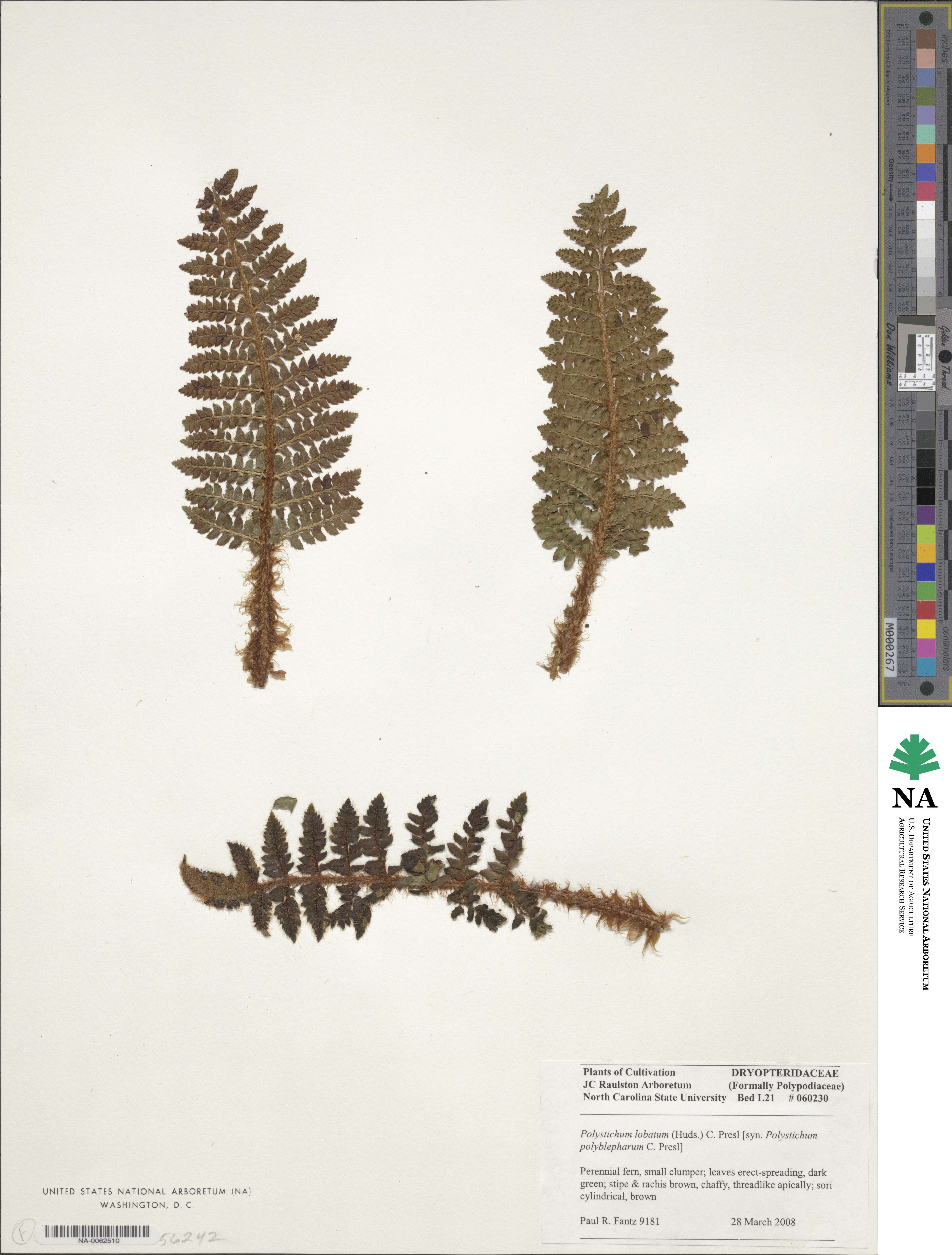 Polystichum aculeatum image