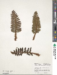 Image of Polystichum aculeatum