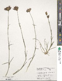 Image of Dianthus giganteiformis