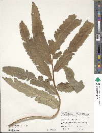 Dryopteris sieboldii image