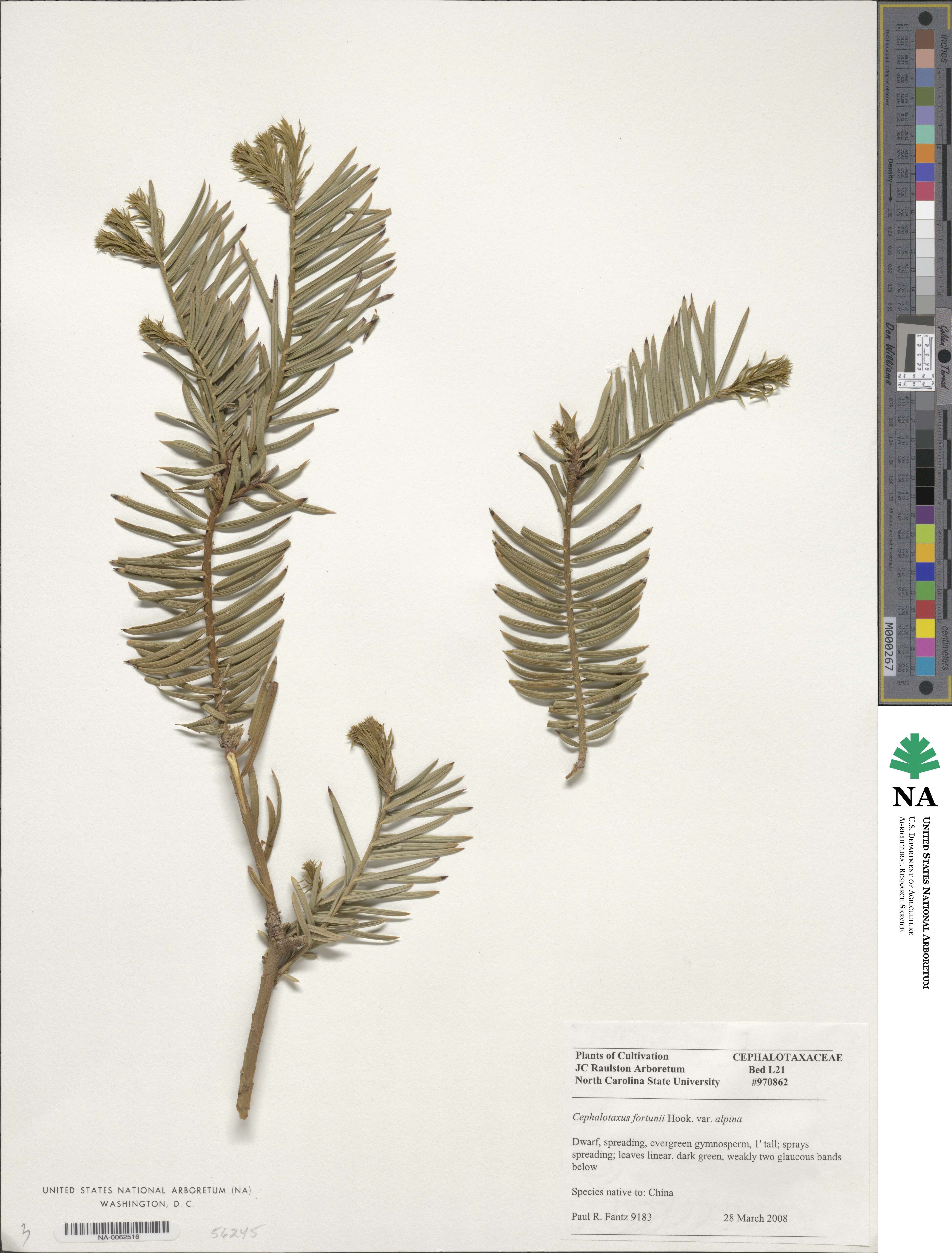 Cephalotaxus fortunei var. alpina image