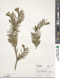 Cephalotaxus fortunei image