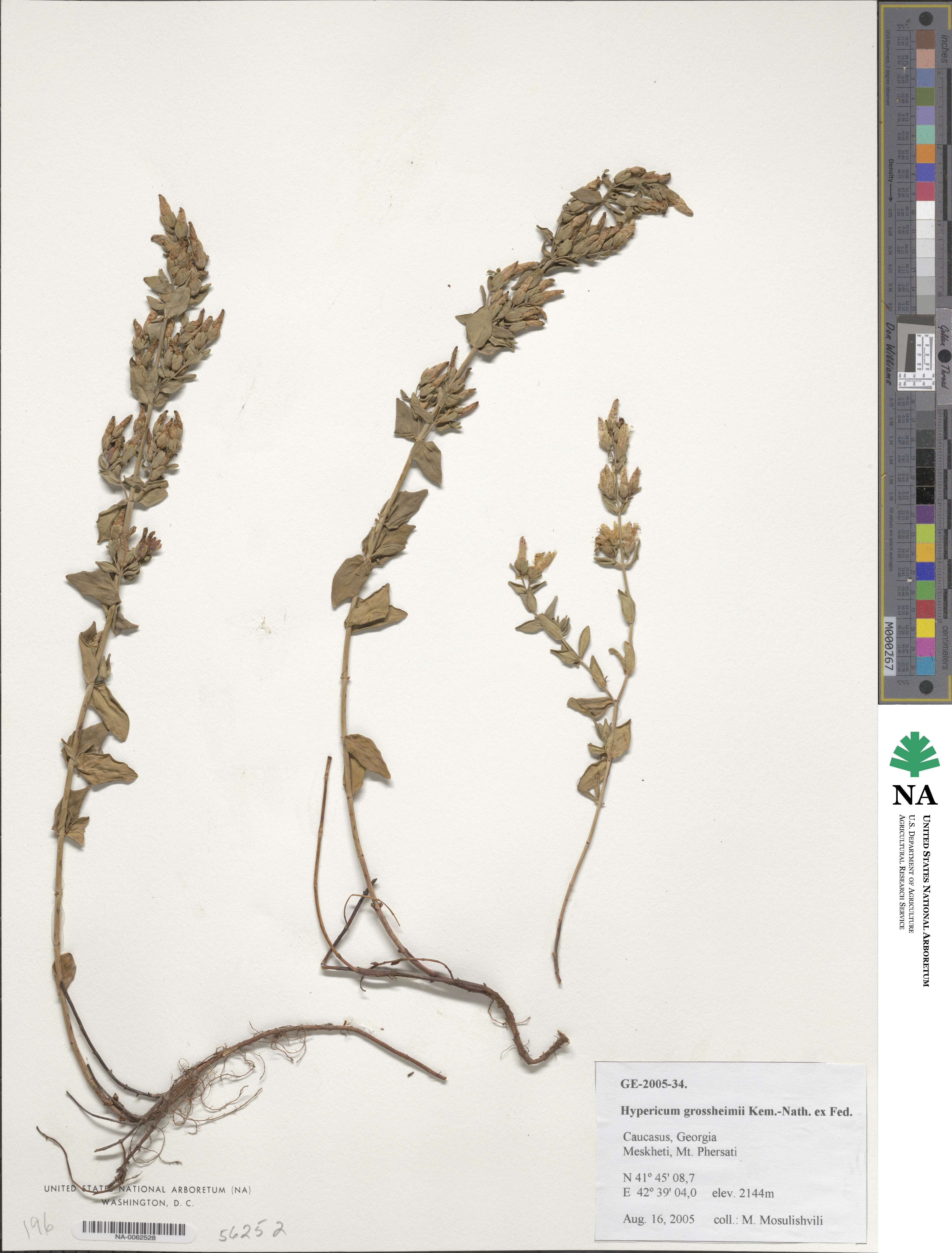 Hypericum pruinatum image