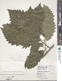 Quercus muehlenbergii image