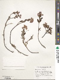 Kalmia microphylla image