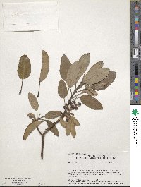 Arbutus xalapensis image